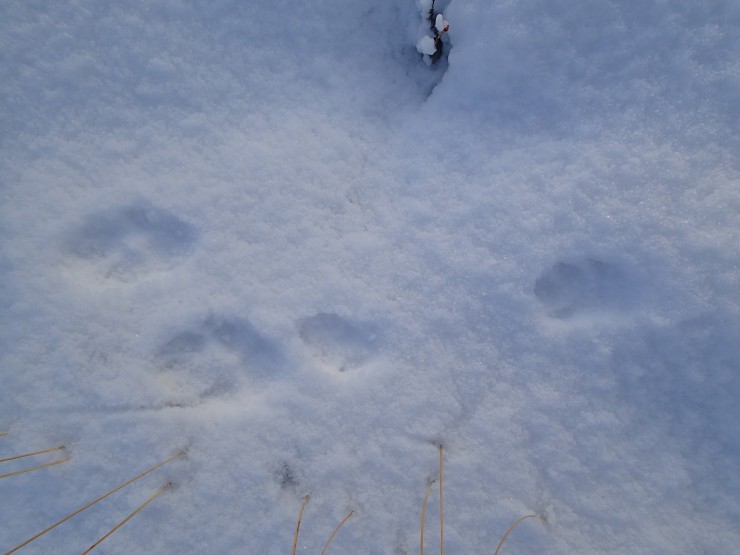 Mountain hare tracks.
