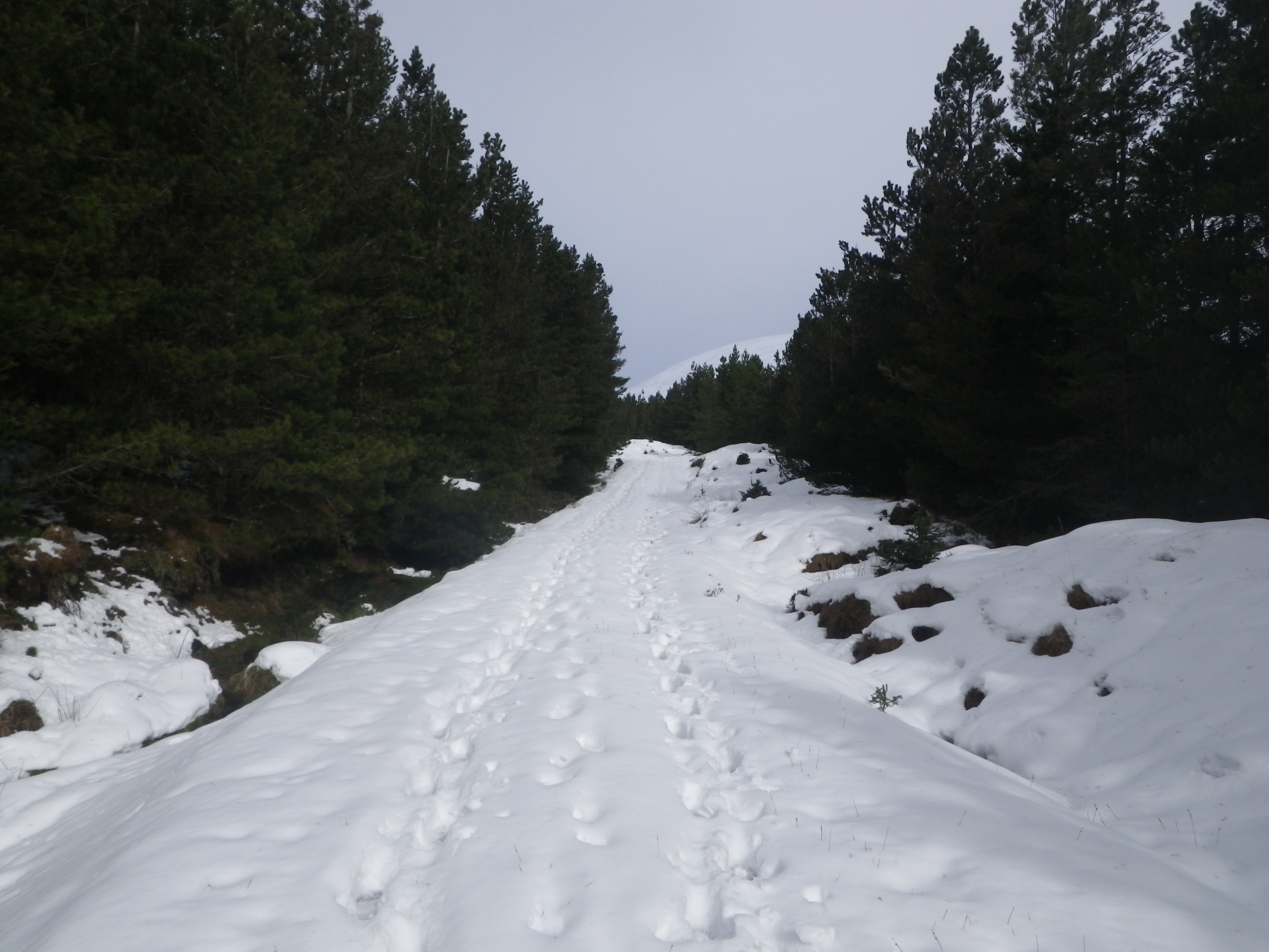 SAIS Creag Meagaidh Blog A Well Trodden Road