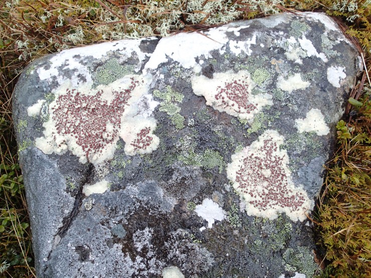 Blood-spot lichen (and others).
