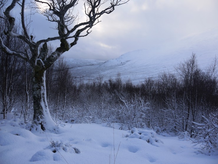 Snow spattered trees just above the main Coire  Ardair path. Festive scene.