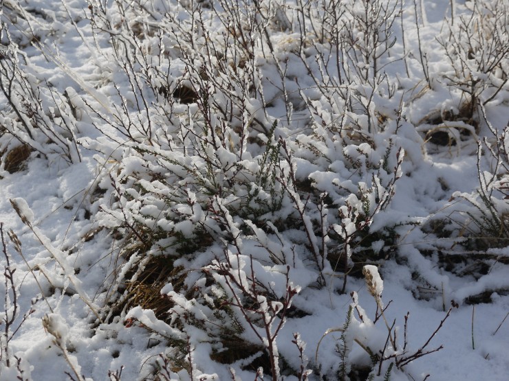 Young birch, pine, heather and grasses under a thin cover of snow
