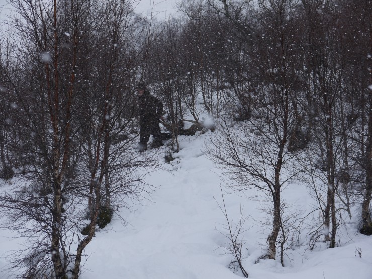 Ross, one of the SNH stalkers, in the scrub birch retrieving a kill.