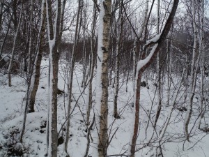 Fresh snow to the road side this morning.