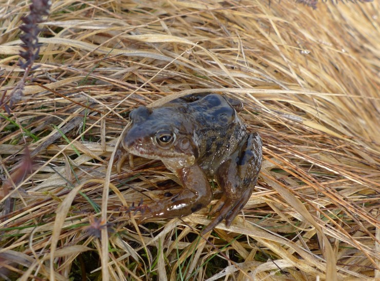 The amphibians were out in force on Creag Meagaidh today. 