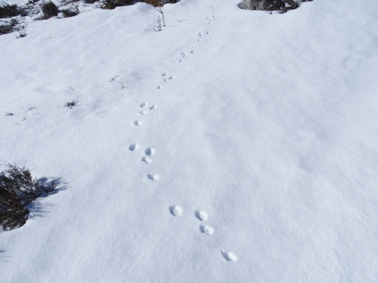 This mountain hare was too quick for the camera.