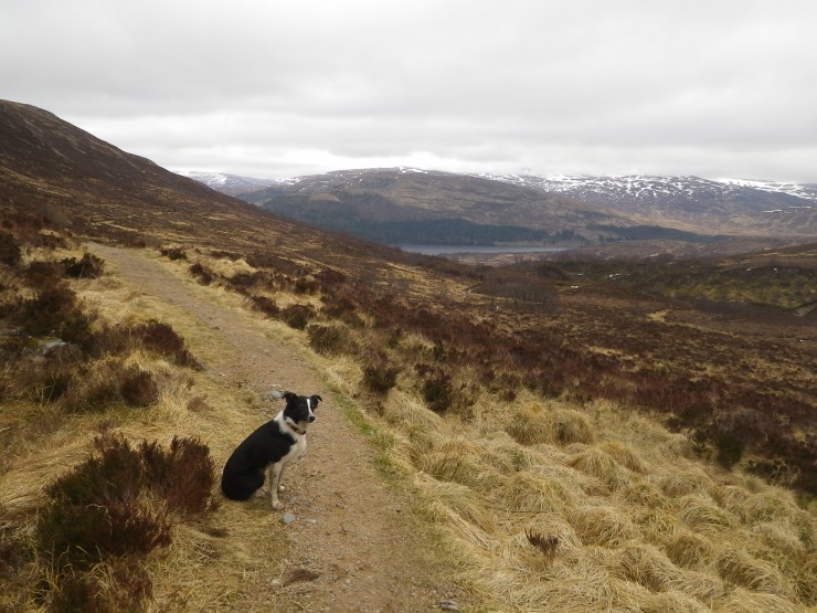 For the declared Dog 'Fans' out there - the happy homeward stroll NB No canines harmed in the making of this Blog!)