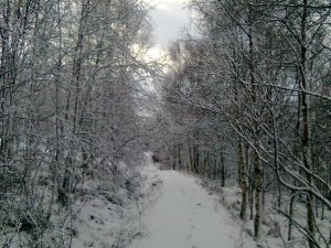 Wading through Snow!